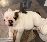 Sweet english bull dog puppies for sale