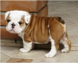 Purebred english bulldog puppies availab