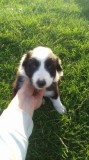  gourguse collie pup s for sale