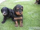 Exceptional chunky litter of beautiful c