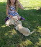 Sweet golden retriever puppies available