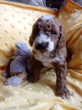 F1b toy cockapoo puppies