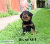 Registered with top pedigree rottweiler 