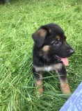 Top quality german shepherd puppies for 