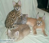 Healthy exotic pets for sale-buy savanna