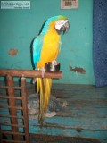 Macaw parrot for sale delhi 9654209269