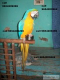 All type birds for sale 9654209269