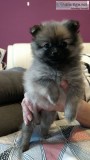 Beautiful pomeranian puppies available