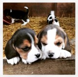 Beagle puppies (667) 803-0718