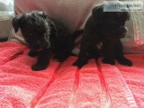 Miniature schnauzer puppies available