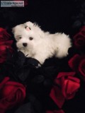 Teacup maltese puppies needs