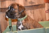 Cute boxer puppies(667) 803-0718