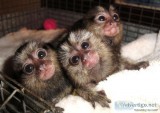 Well socialized marmoset monkeys