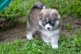 Pomsky puppies ready to be re-home to lo