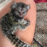 Marmoset monkeys and capuchin monkeys fo