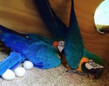 Parrots and their fertile eggs for sale 