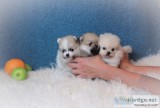 Beautiful bear face micro teacup pom ava