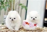 Tiny teddy bear faced pomeranian puppies