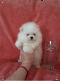 Healthy home raised pomeranian pups avai