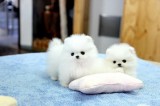 Adorable teacup pomeranian puppies 