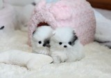 Beautiful pomeranian puppies puppies 