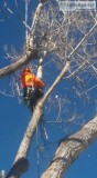 Tree service