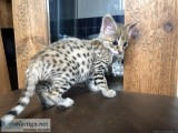 Well Socialized F1 and F2 Savannah Kittens Available