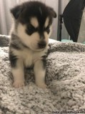 Beautiful Siberian Husky Puppies