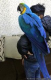 Very Tame Baby Blue And Gold Macaw