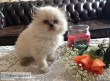 Cute Persian Kittens Currently Available