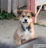 Border Collie Malamute Mix Puppies