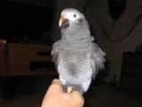 Beautiful and Lovely male and female Congo African Grey