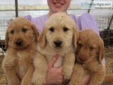 Labradoodle Puppies