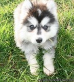 Purebred Husky Puppies