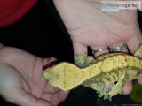 Crested geckos