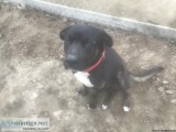 Labrador Doggie need new home