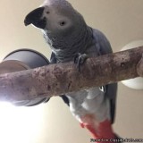 talking-african grey parrot