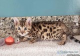 Bengal Kittens To Good Homes.