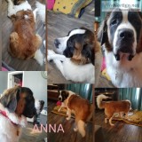 Purebred saint bernard puppies