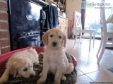 Purebred Golden Retriever puppies