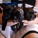 Brindle French Bulldog Puppies