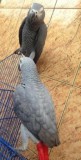 Breeding Pair Of African Grey Parrots