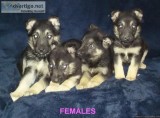 AKCUKC German Shepherd Puppies