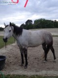 Quarter Horse mare for sale