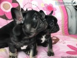 Chocolate and tan French Bulldogs