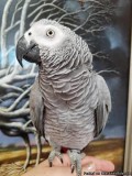 PAIR OF CONGO AFRICAN GREY PARROTS FOR SALE