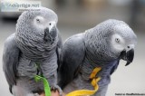 Congo African Grey Parrots for sale