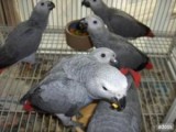 African grey with cage parrot