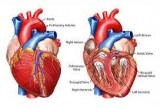 Heart surgeon Specialist in Coimbatore - Dr. Om Prakasham