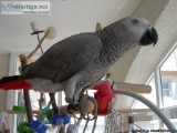 African Grey Parrots for sale...